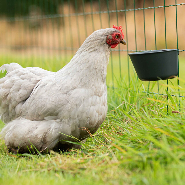Gaas drink-voerbakje antraciet