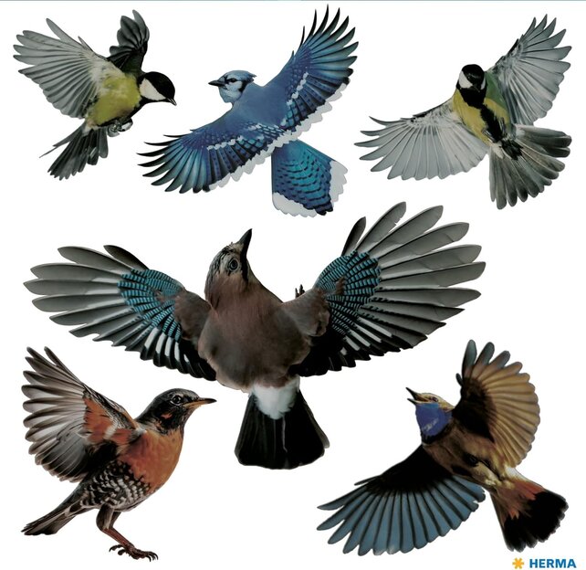Vogelstickers voor raambescherming Vogelstickers voor raambescherming