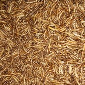 Meelwormen Meelwormen