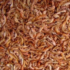Gammarus