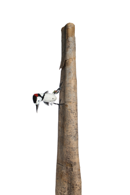 Bonte specht sculptuur Bonte specht sculptuur