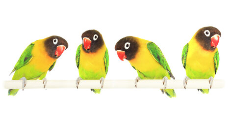Hoe vermijd je een tekort aan calcium bij vogels?
