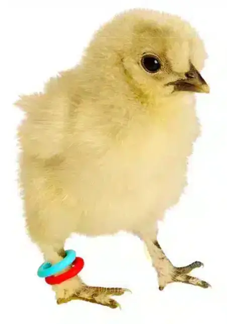 E-Z Ringpistool voor kippen