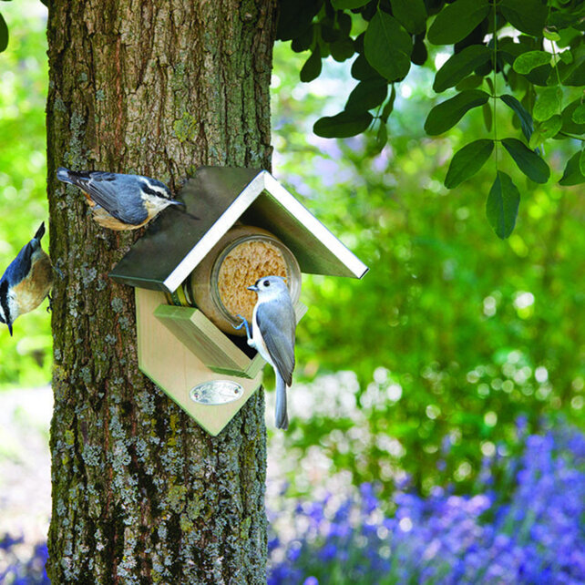 Pindakaashuisje voor vogels | Voederhuisje voor pindakaas voor tuinvogels Pindakaashuisje voor vogels | Voederhuisje voor pindakaas voor tuinvogels