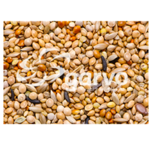 Garvo 3838 Tropical Gold