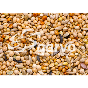 Garvo 3838 Tropical Gold