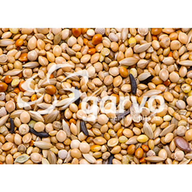 Garvo 3838 Tropical Gold