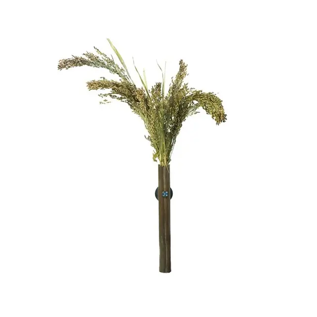 Panicum – Natuurlijke lekkernij voor vogels en knaagdieren