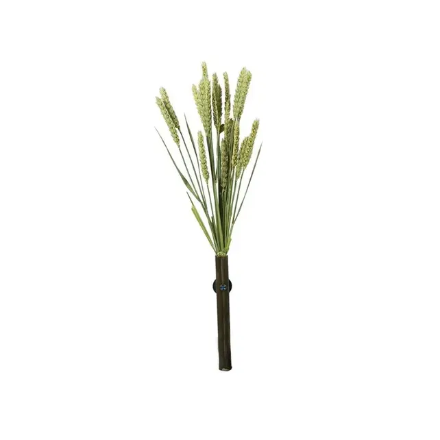 Tarwe aren – natuurlijke lekkernij voor vogels, kippen en knaagdieren