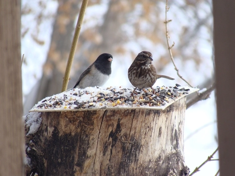 Hoe houd je je vogels gezond in de winter?