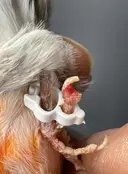 Orthopedische ringen voor vogels