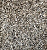 Jan Koenings Gorzenzaad