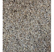 Jan Koenings Gorzenzaad