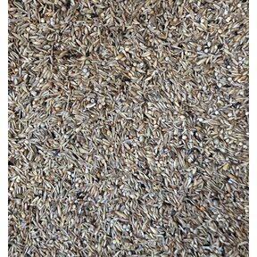 Jan Koenings Gorzenzaad