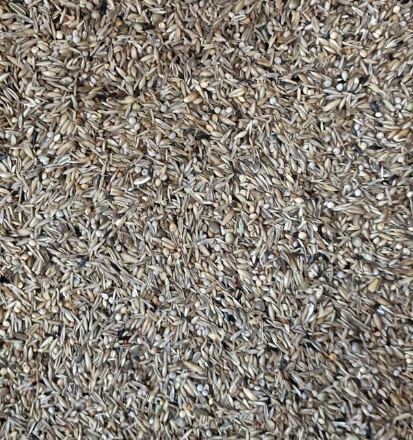 Jan Koenings Gorzenzaad