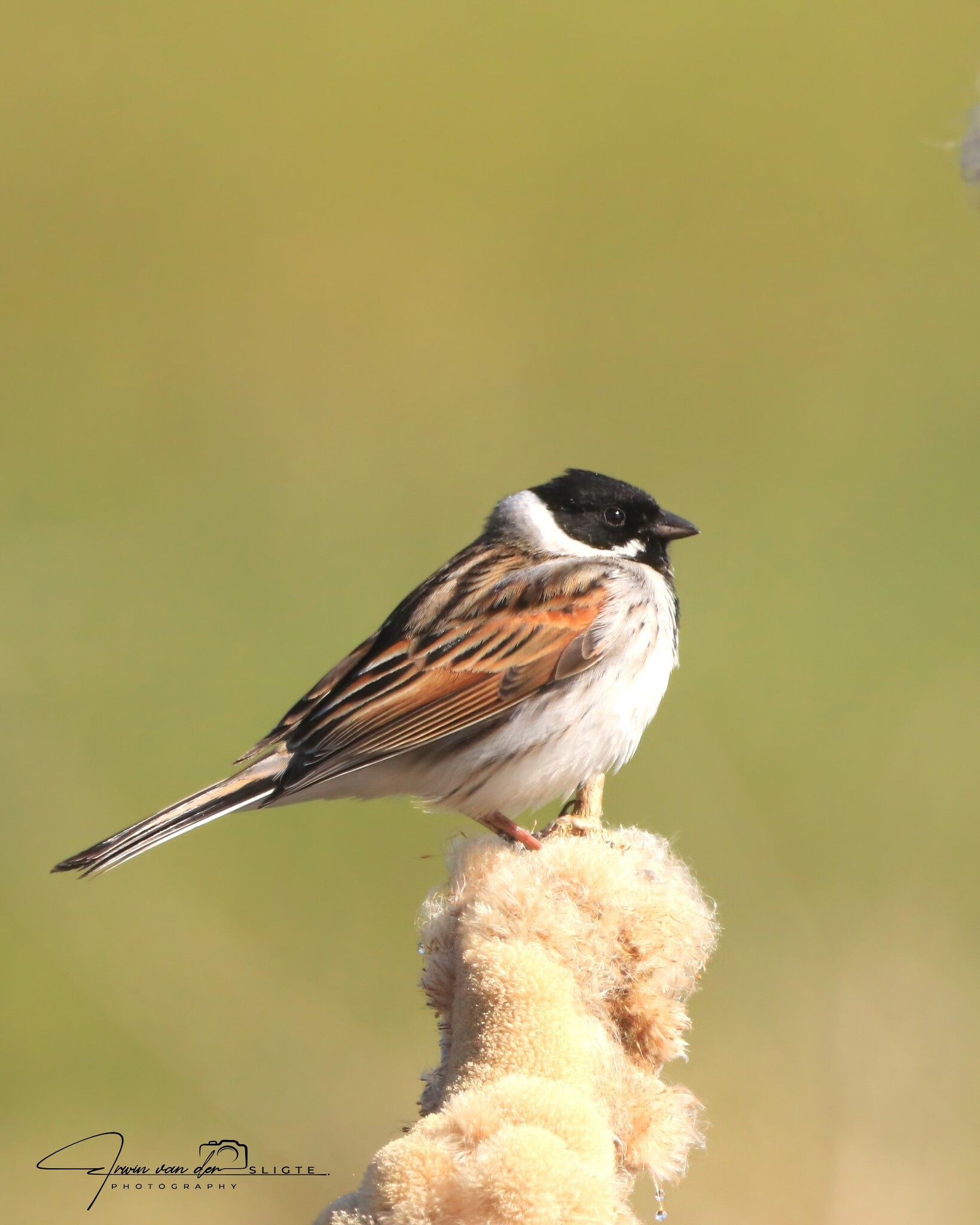 Gorzen houden in een voliere – Tips voor een gezonde en actieve vogel