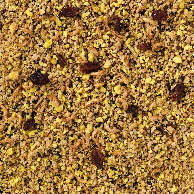 Eivoer grote parkiet/papegaai