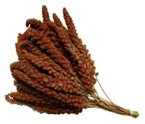 Trosgierst voor vogels: een gezonde en onweerstaanbare traktatie