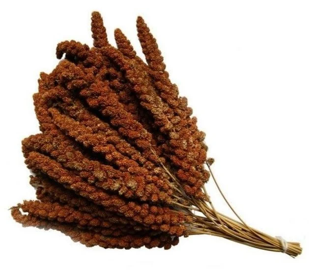 Trosgierst voor vogels: een gezonde en onweerstaanbare traktatie