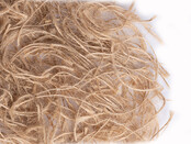Sisal fibre jute