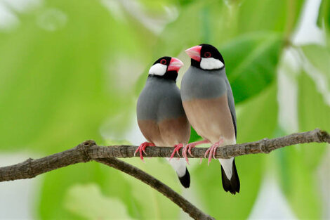 Het houden van rijstvogels in broedkooien en volières