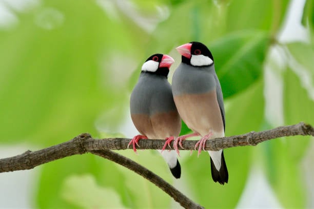 Het houden van rijstvogels in broedkooien en volières