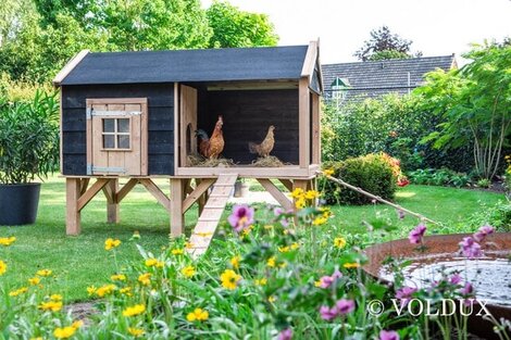 Hobbymatig kippen houden: de complete gids voor beginners