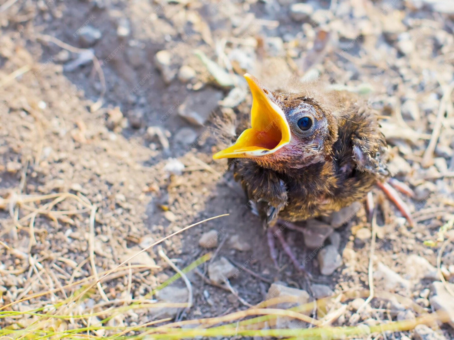 De perfecte start van het broedseizoen: wat heeft jouw vogel nodig?