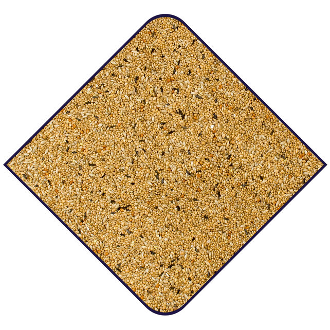 De Witte Molen Expert australische prachtvinken