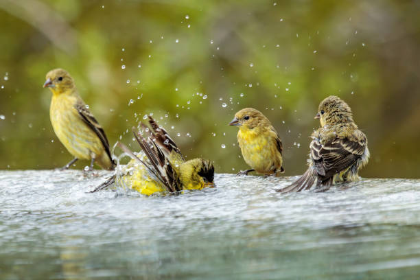 Waarom badderen vogels? Alles over badwater, verenverzorging en gezondheid