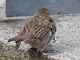 10 signalen dat je vogel ziek is