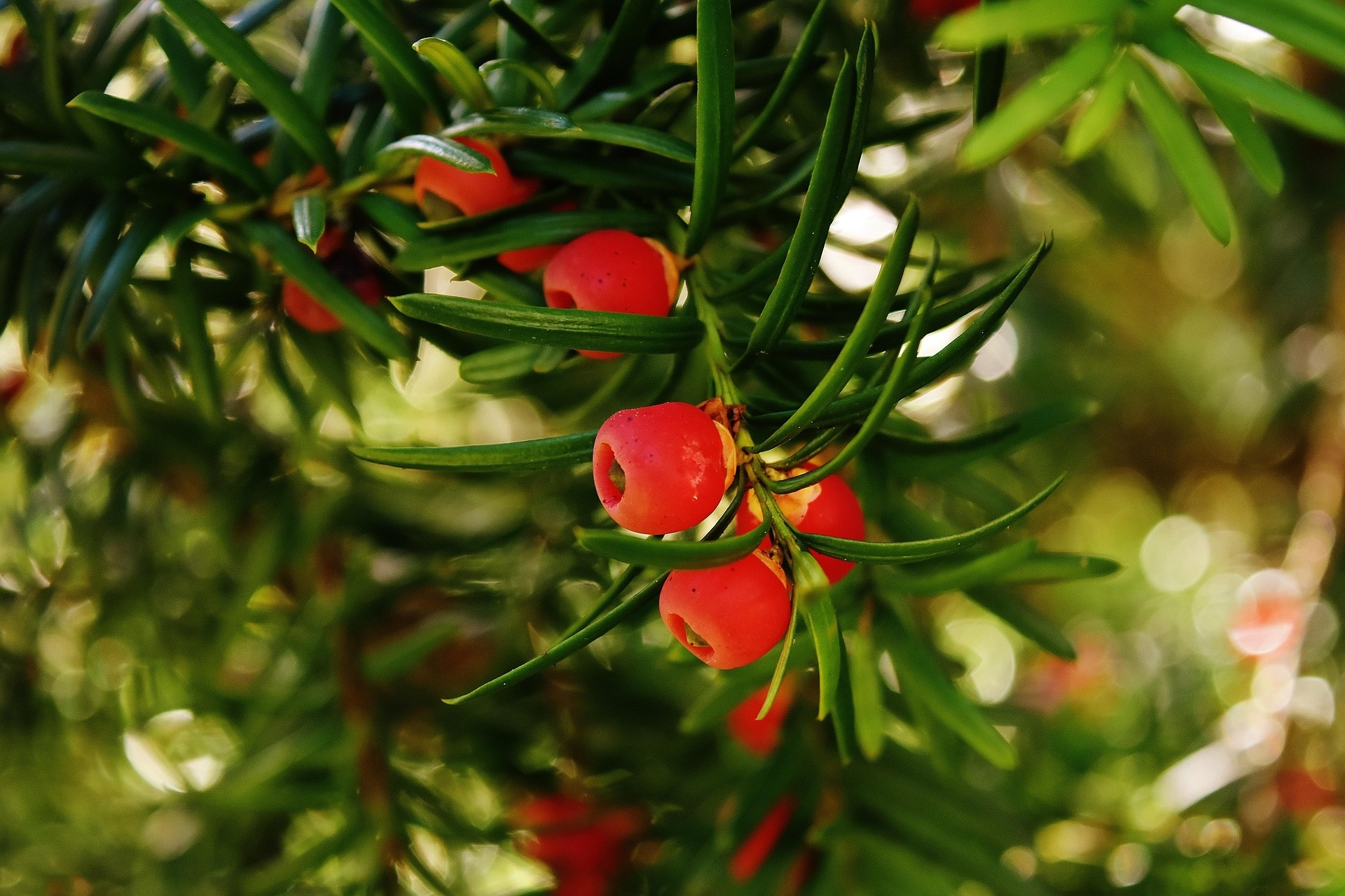 Giftige planten voor vogels: welke planten kun je beter vermijden?