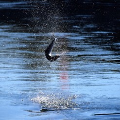 Safer Salmon - Lachs aus dem Biotop