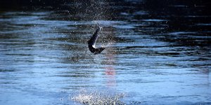 Safer Salmon - Lachs aus dem Biotop