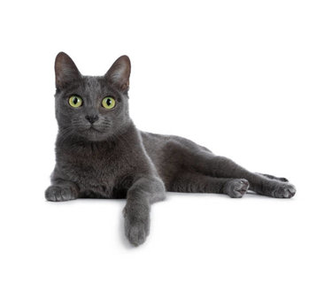 Kattenbenodigdheden