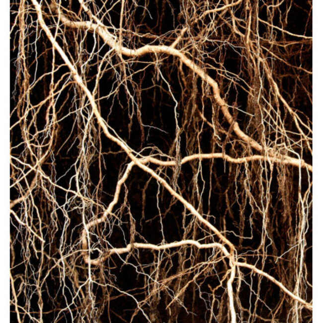 Parfum 15ml nicolas for her