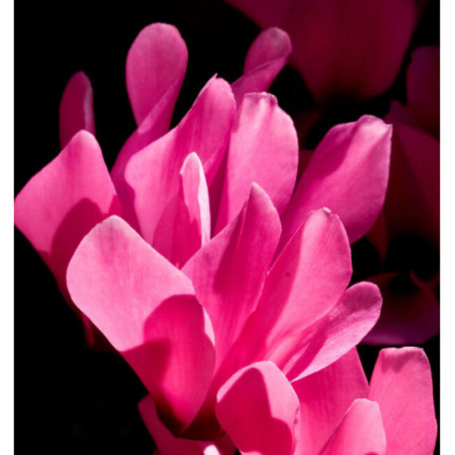 Parfum 15ml acqua per uomo