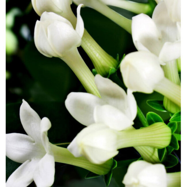 Parfum 15ml platinum