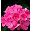 Parfum 15ml root