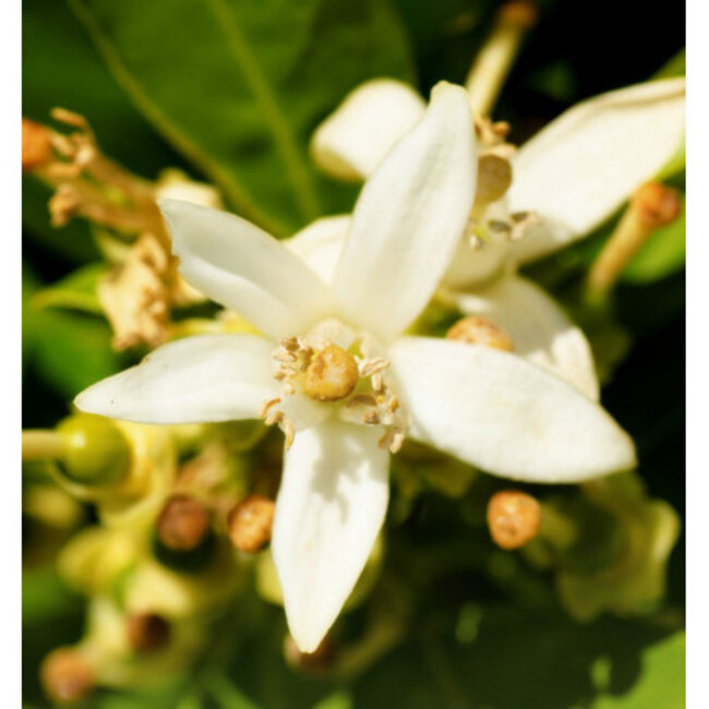 Parfum 50ml Nicolas for her