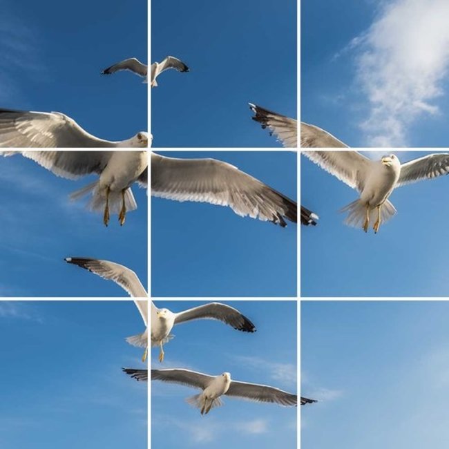 PURPL Soffitto fotografico | Uccelli | 3mm | [IMG15]