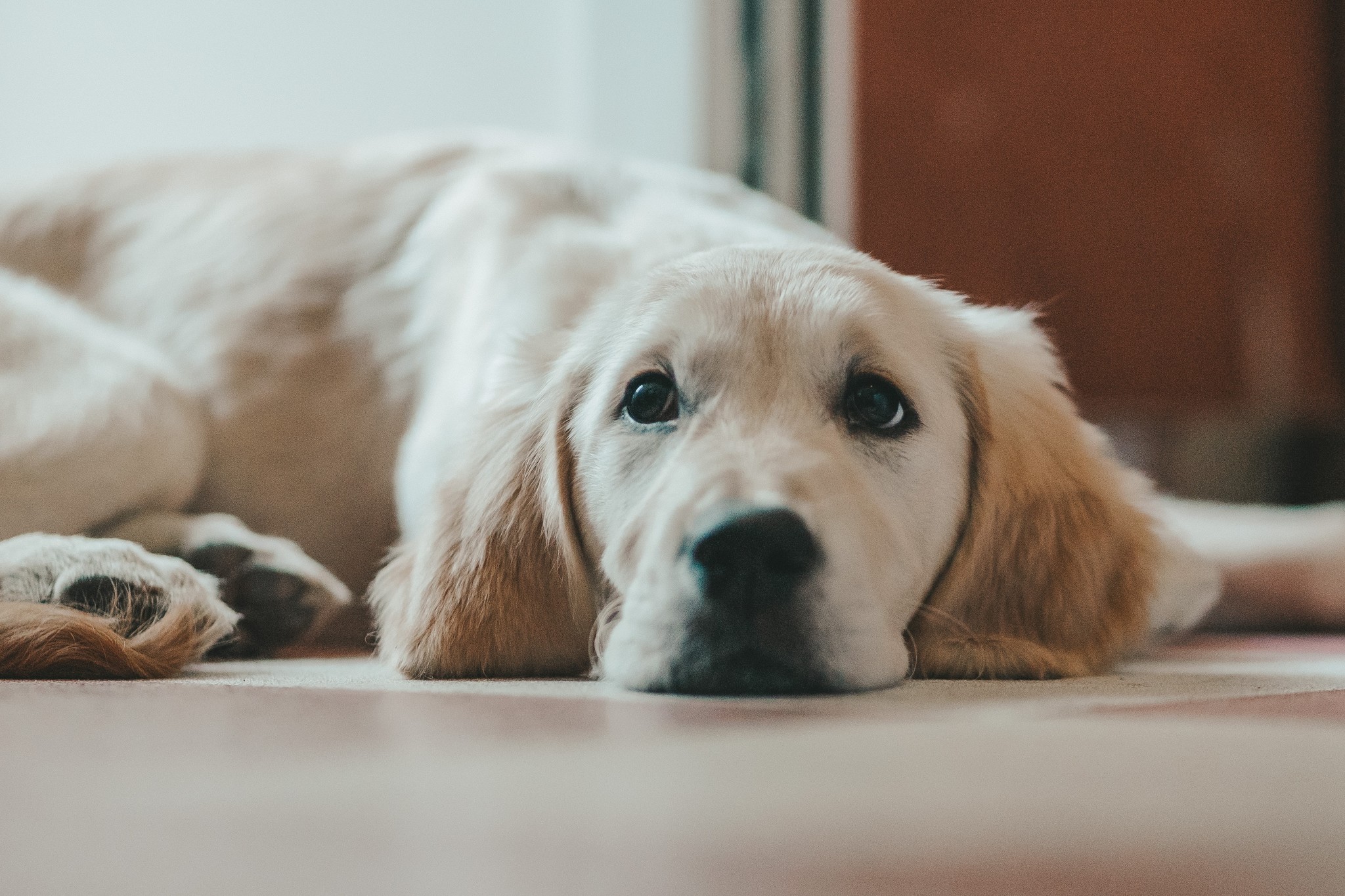 Greenfields Stress bij mijn hond, wat kan ik doen? Greenfields
