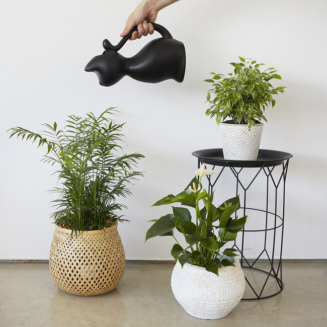 Planten Gieter Miauw