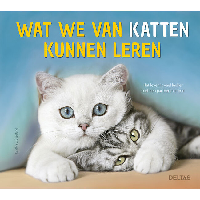 Wat We Van Katten Kunnen Leren