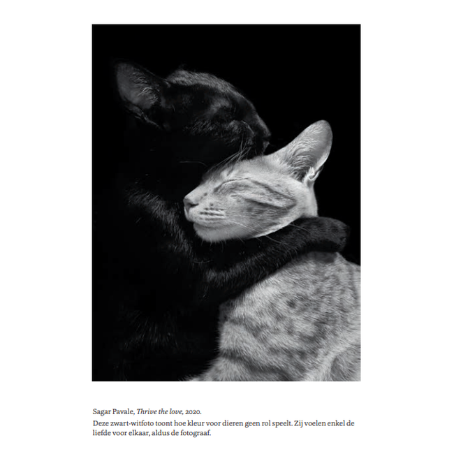 Poes - The Cat in Art and Photography