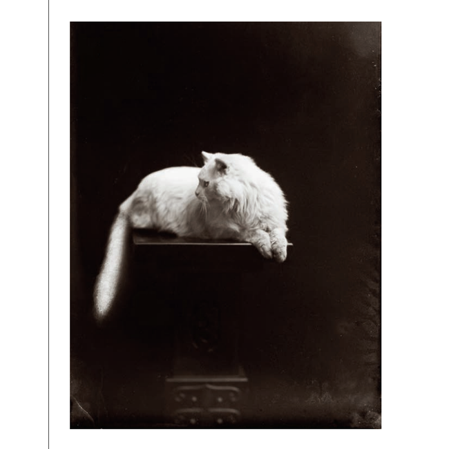 Poes - The Cat in Art and Photography