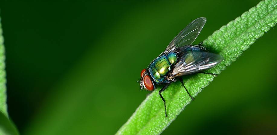 Logo Insect Free Ltd