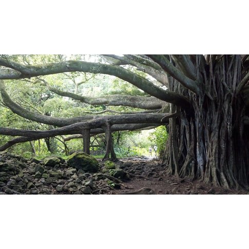 Nutri Target Maui all soft Conditioner