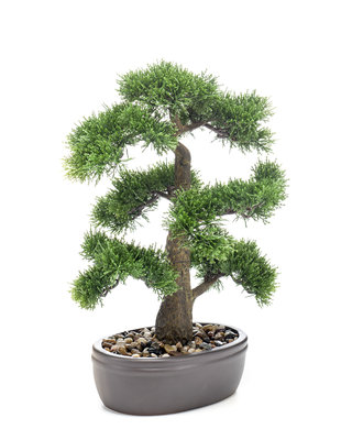 Emerald Kunst bonsai Cedar 45cm in pot