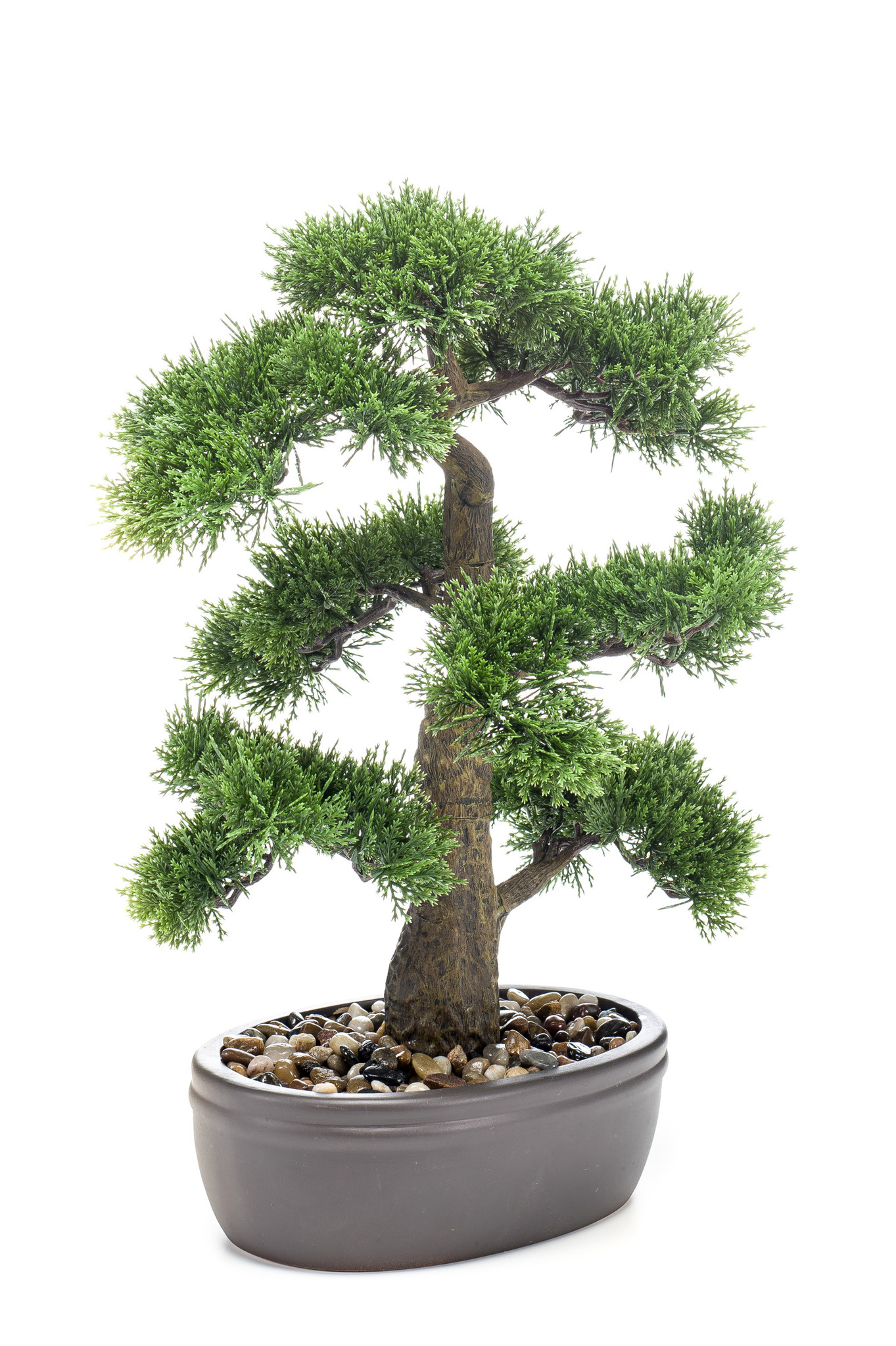 kingii bonsai Kingsville boxwood Bonsai Tree – Bella Bonsai Nursery main image 0